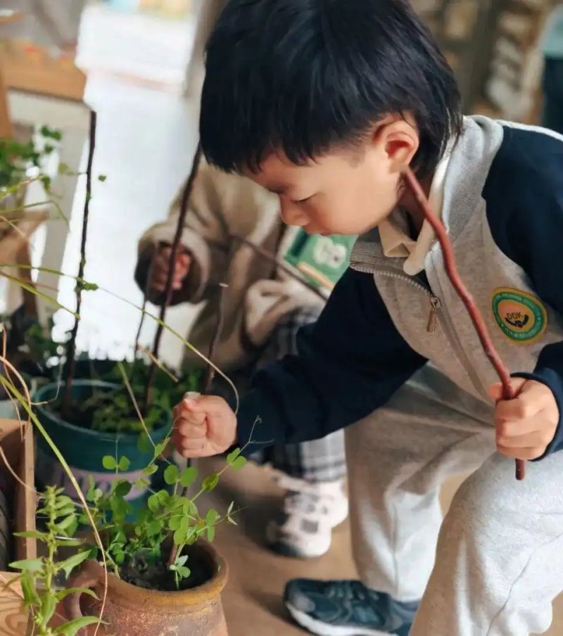 豌豆苗种植技术