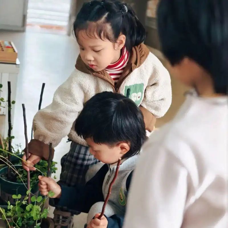 豌豆苗种植技术