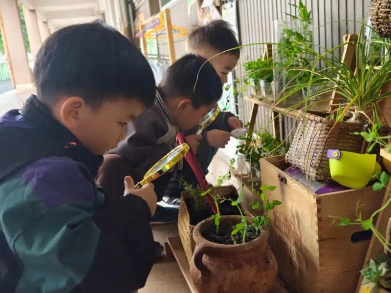 豌豆苗种植技术