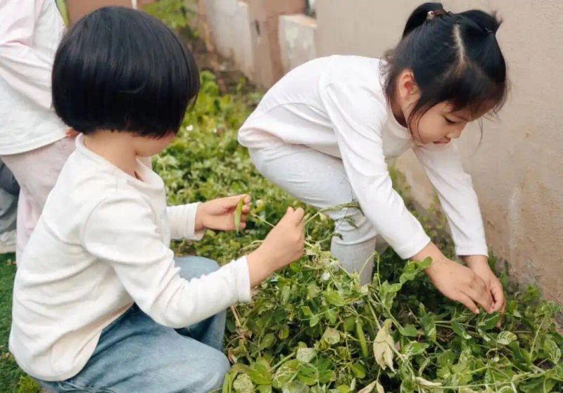 豌豆苗种植技术