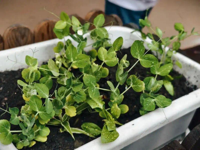 豌豆苗种植技术