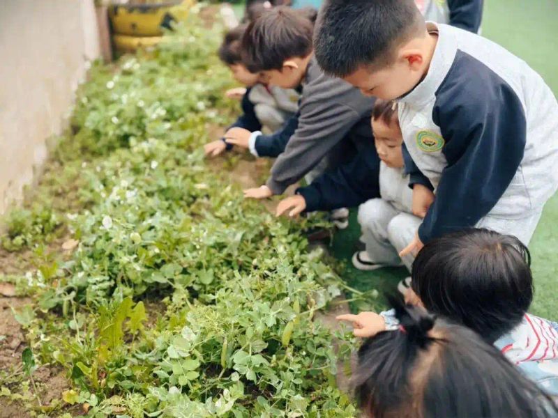 豌豆苗种植技术