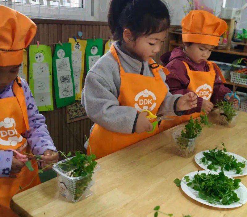 豌豆苗种植技术