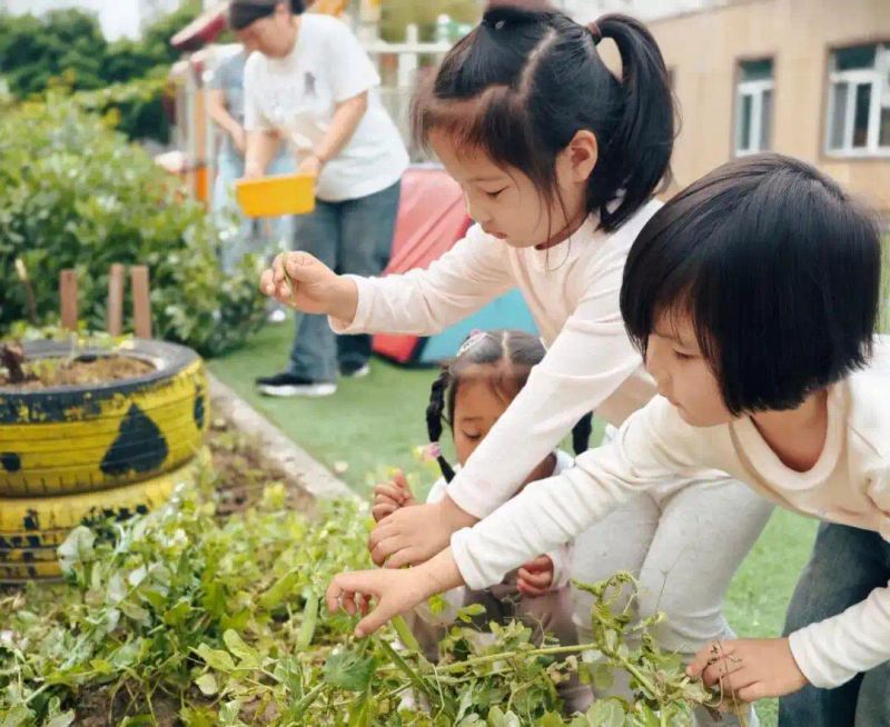 豌豆苗种植技术
