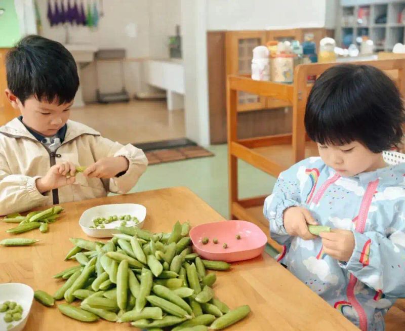豌豆苗种植技术