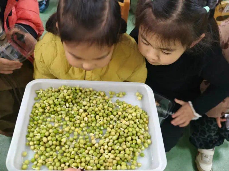 豌豆苗种植技术