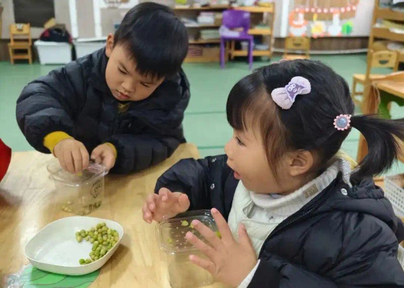 豌豆苗种植技术