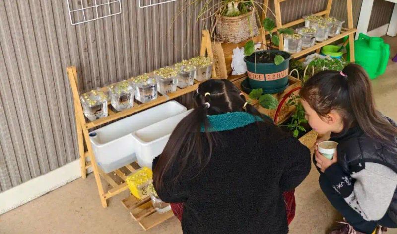 豌豆苗种植技术
