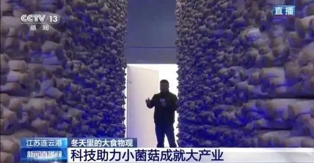 金针菇种植方法