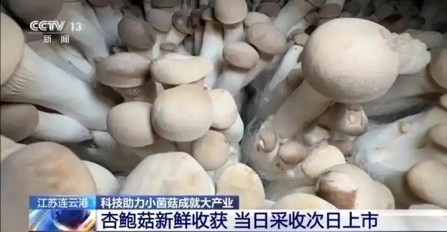 金针菇种植方法