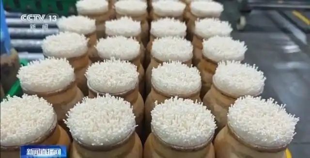 金针菇种植方法