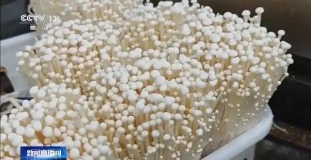 金针菇种植方法