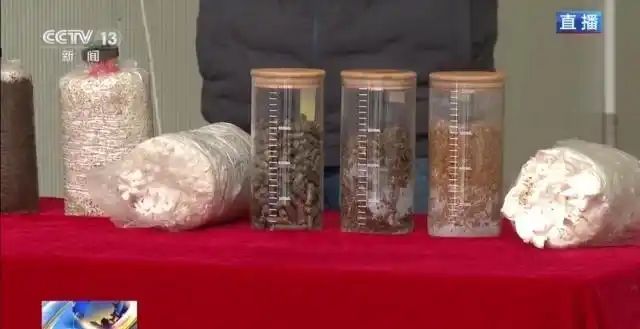金针菇种植方法