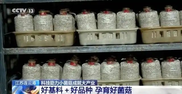 金针菇种植方法