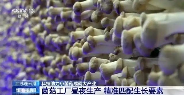 金针菇种植方法