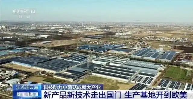 金针菇种植方法
