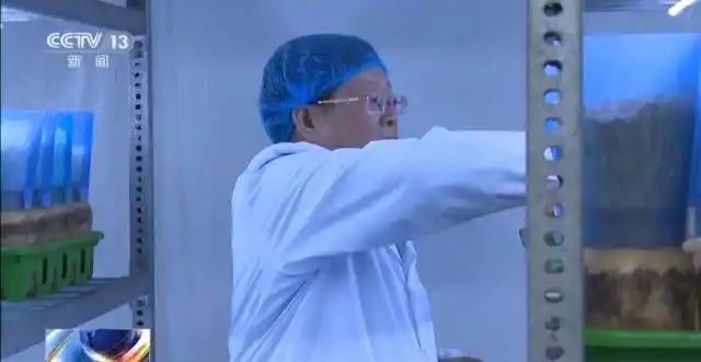 金针菇种植方法
