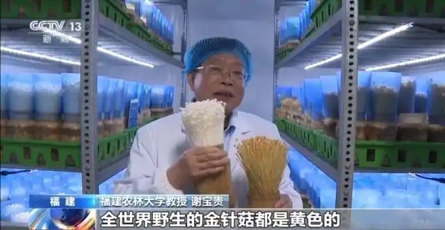 金针菇种植方法