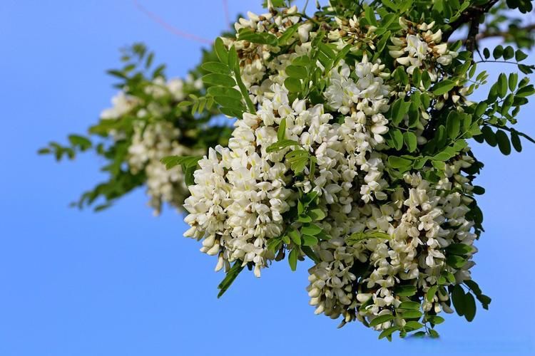 泓森槐种植技术