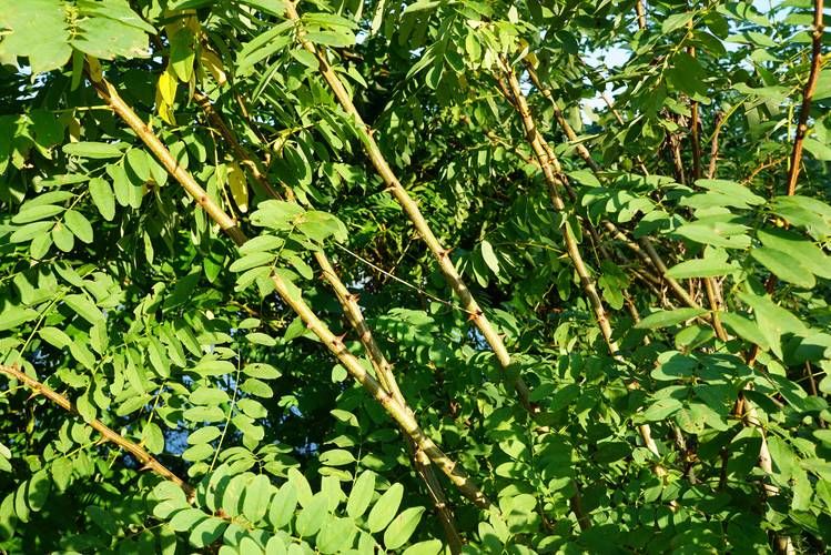 泓森槐种植技术