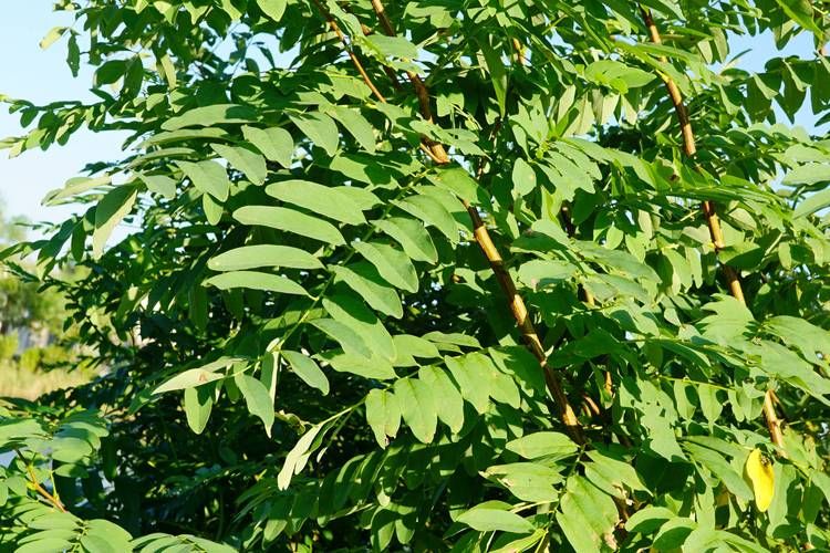 泓森槐种植技术