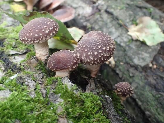 金针菇种植方法