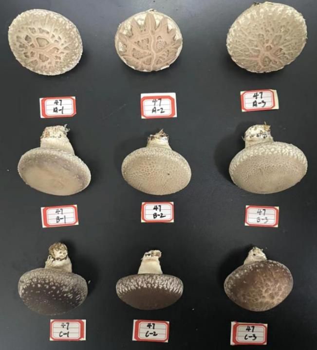 金针菇种植方法