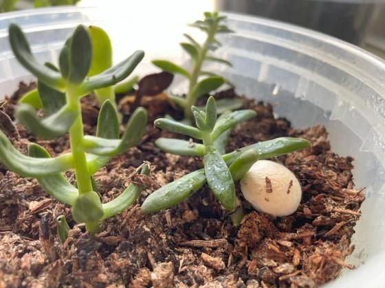 金针菇种植方法