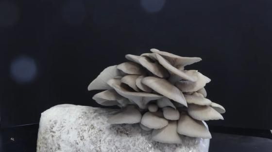 金针菇种植方法