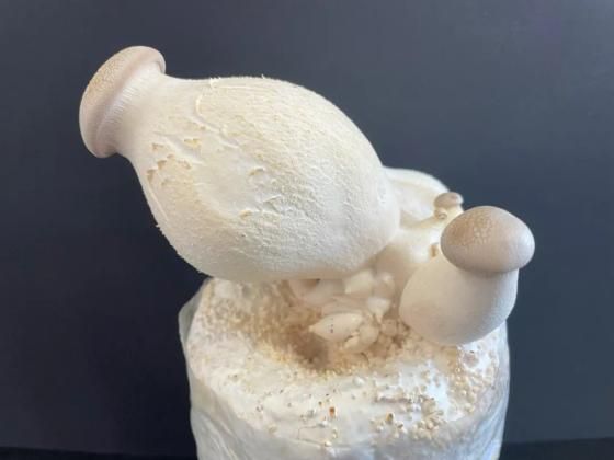 金针菇种植方法