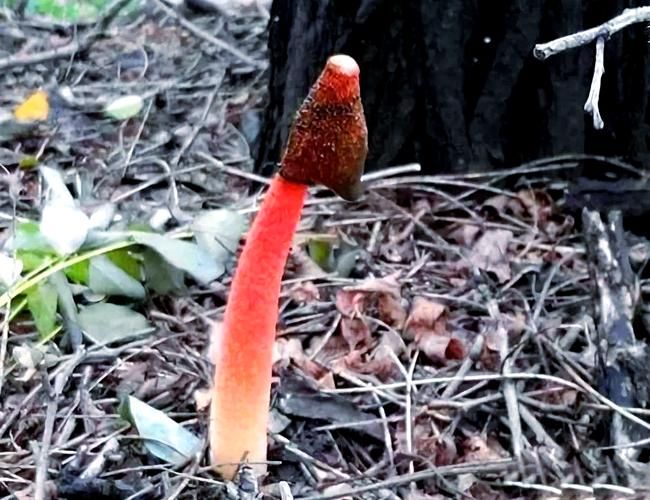 金针菇种植方法