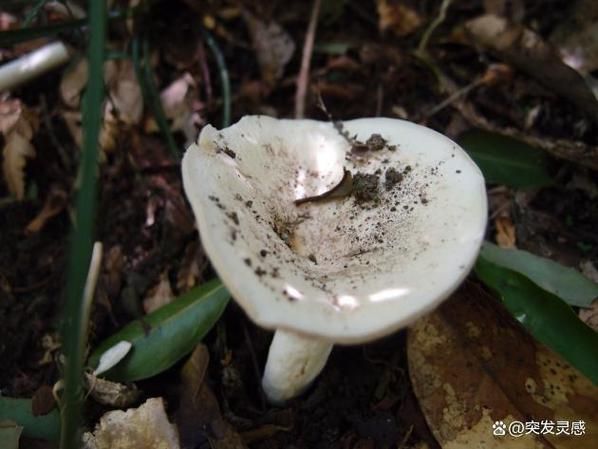 金针菇种植方法
