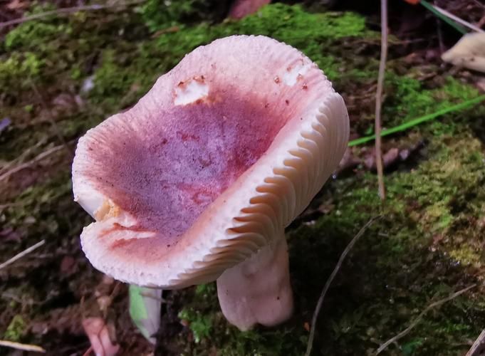 金针菇种植方法