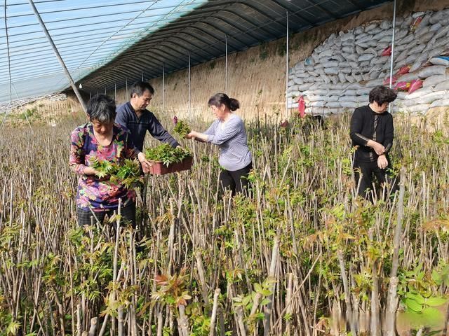 香椿芽温室优质高效栽培技术