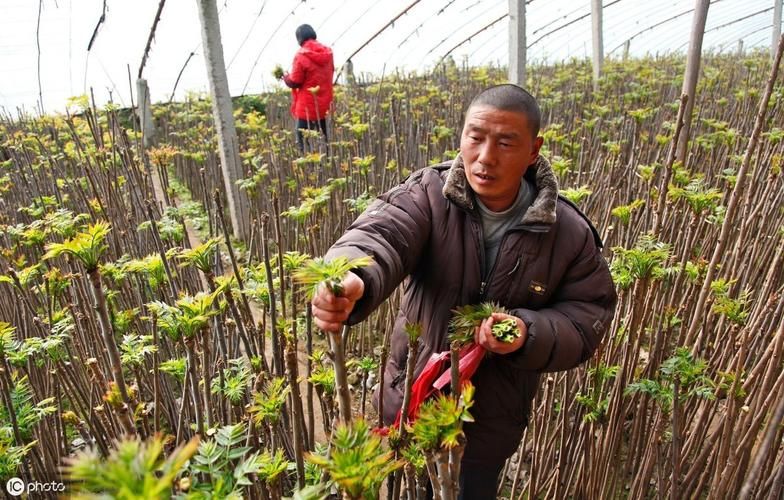 豌豆苗种植技术