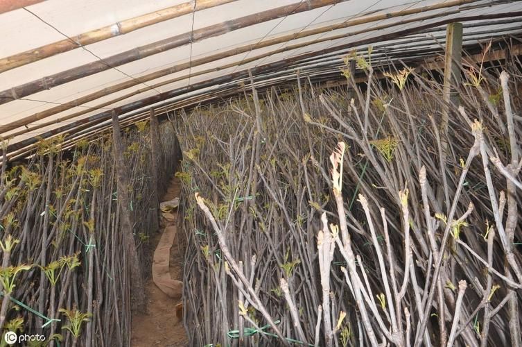 豌豆苗种植技术