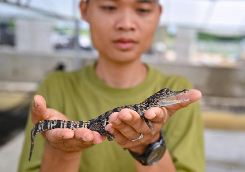 暹罗鳄苗价格