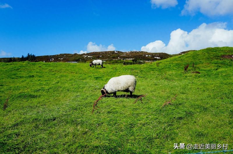 购买山羊幼崽价格