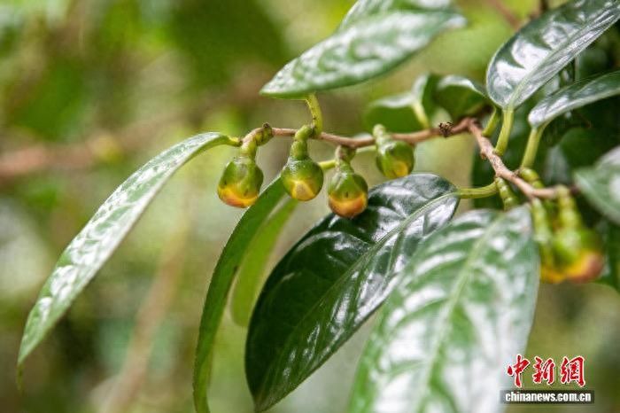金花茶种植技术
