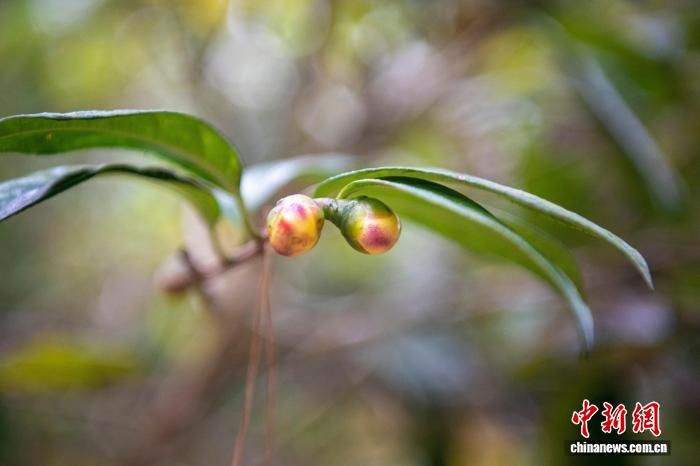 金花茶种植技术