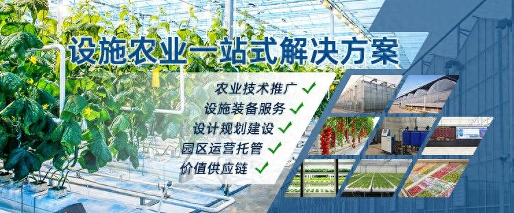 大棚种植水果