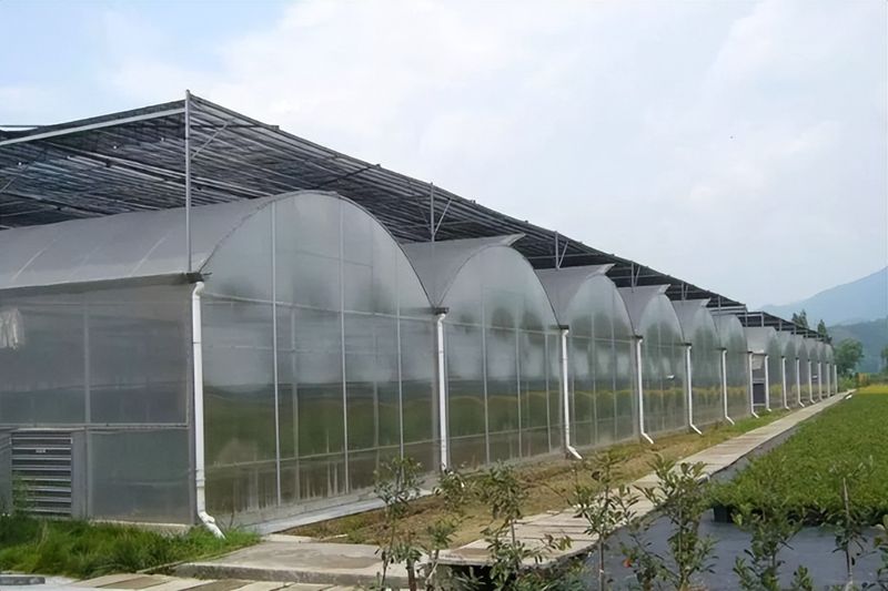 大棚种植水果