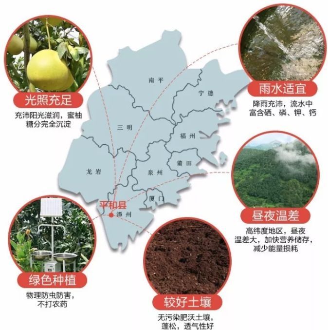 三红蜜柚种植技术