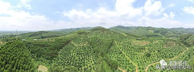 三红蜜柚种植技术