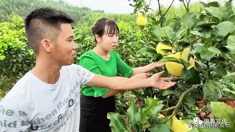 三红蜜柚种植技术
