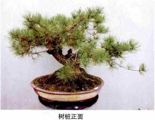 松露种植方法