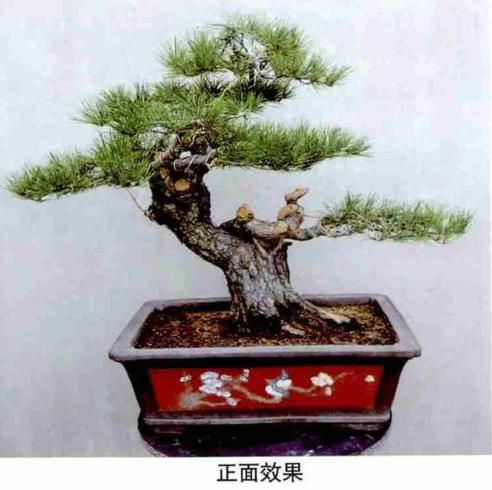 松露种植方法