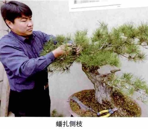 松露种植方法