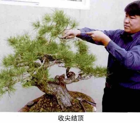 松露种植方法