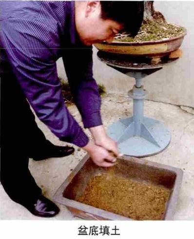 松露种植方法